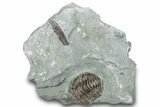 Curled Flexicalymene Trilobite Fossil - Indiana #287643-3